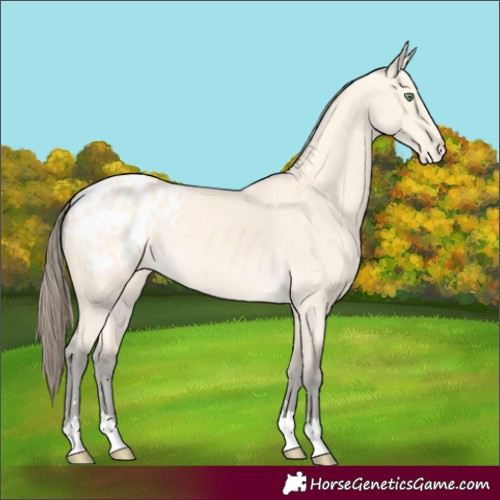 Horse Color:Amber Cream Champagne Appaloosa 