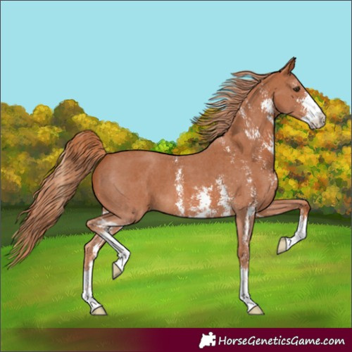 Horse Color:Chestnut Sabino