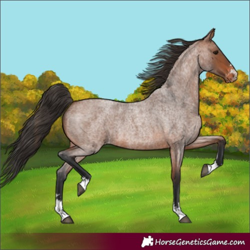 Horse Color:Bay Roan Appaloosa