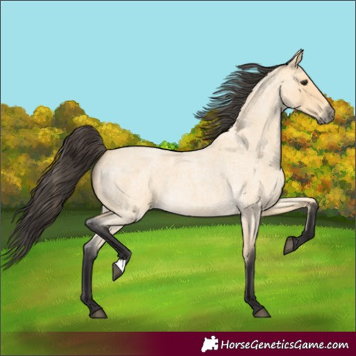 Horse Color:Buckskin Roan 