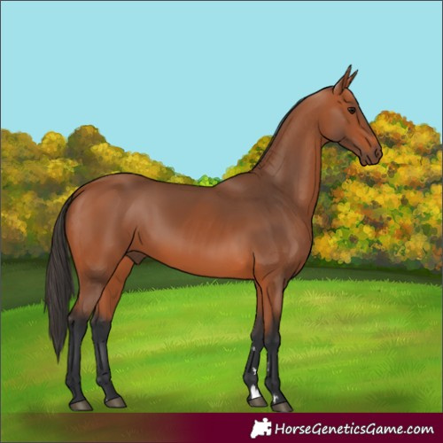Horse Color:Bay 