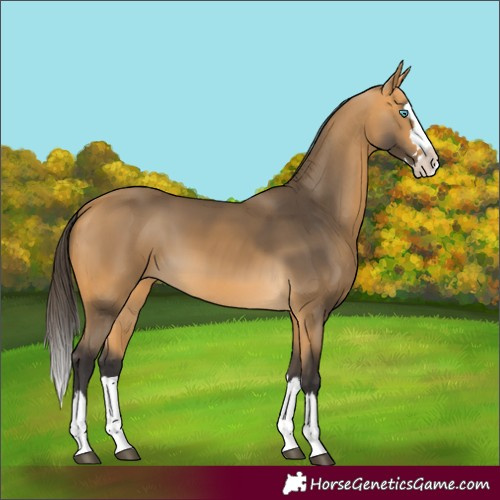 Horse Color:Buckskin Splash 
