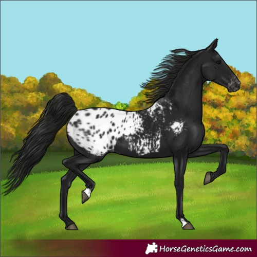 Horse Color:Gray Black Appaloosa 