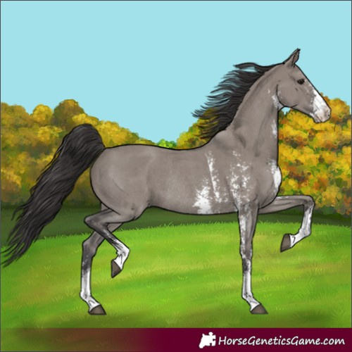 Horse Color:Smoky Grullo Sabino Rabicano 