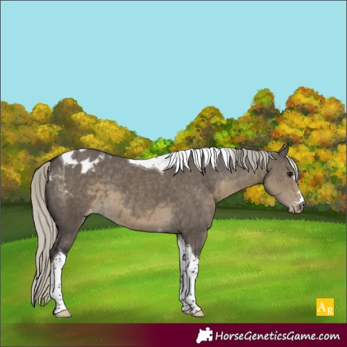 Horse Color:Silver Smoky Grullo Tobiano Appaloosa 