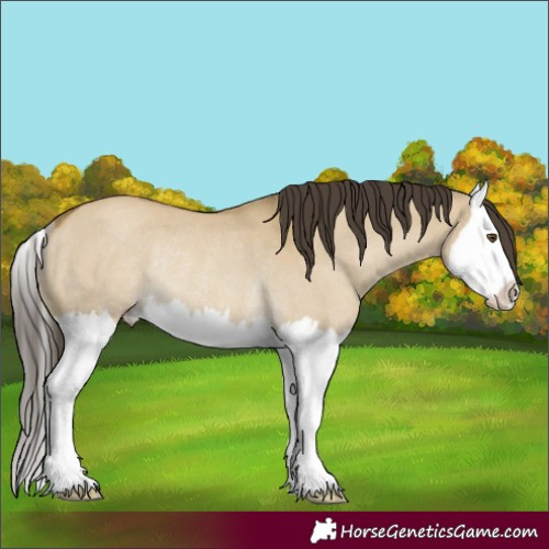 Horse Color:Classic Cream Champagne Dun Splash Rabicano 