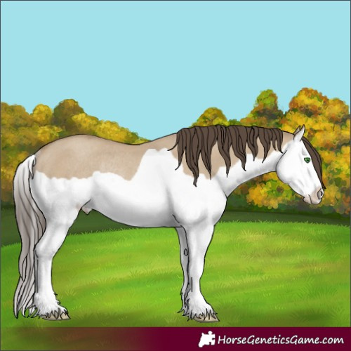 Horse Color:Classic Cream Champagne Dun Splash Rabicano
