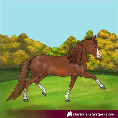 Horse Color:Chestnut 