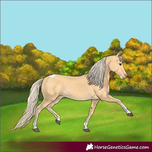 Horse Color:Palomino Tobiano 