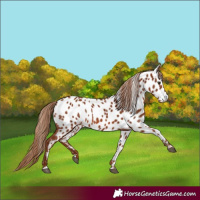 Horse Color:Chestnut Near Leopard