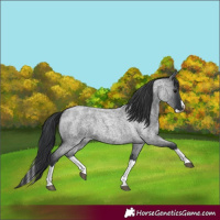 Horse Color:Blue Roan Splash 