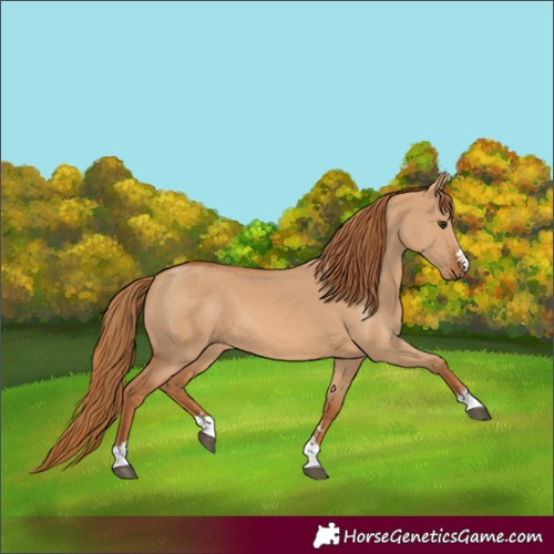 Horse Color:Red Dun 