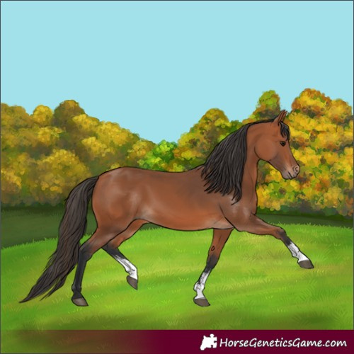 Horse Color:Bay Sabino 