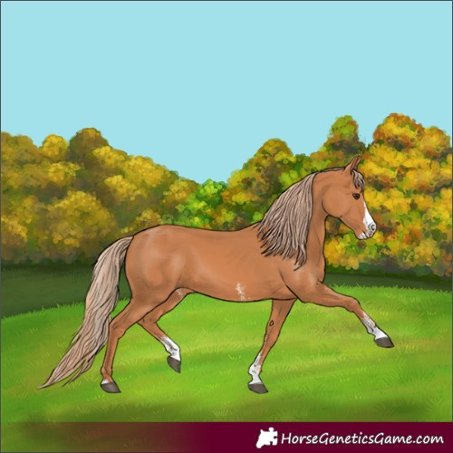 Horse Color:Chestnut Sabino Splash 