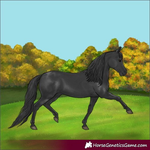 Horse Color:Black 