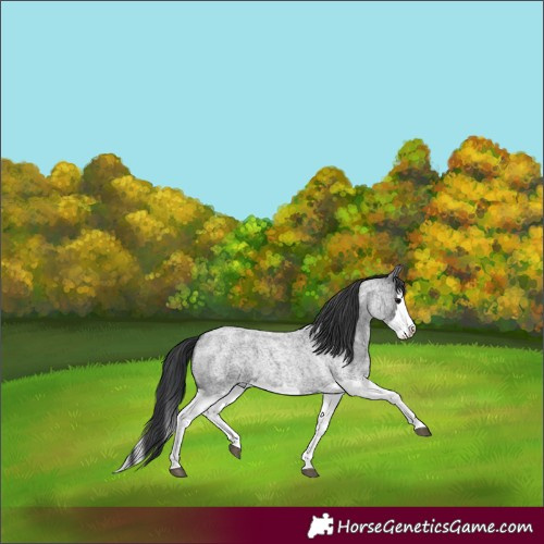 Horse Color:Blue Roan Splash 