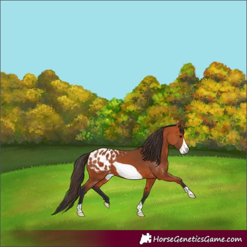 Horse Color:Bay Frame Appaloosa 
