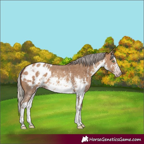 Horse Color:Gray White Spotted Silver Amber Champagne Sabino Blanket 