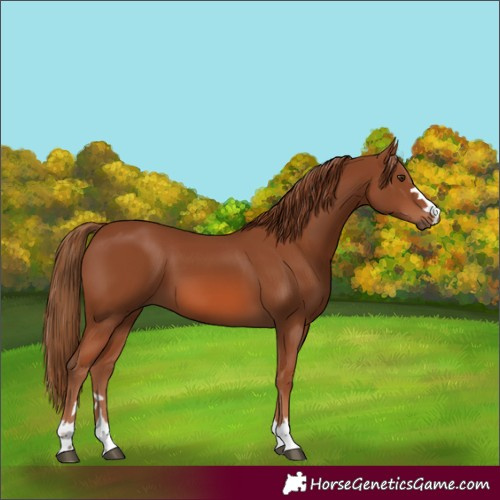 Horse Color:Chestnut 