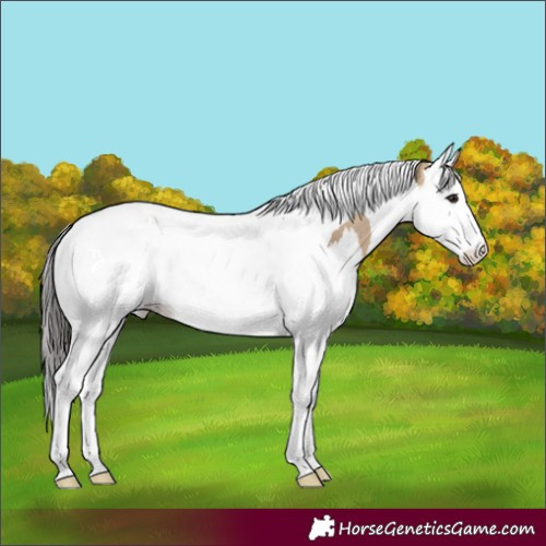 Horse Color:Bay Dun Splash Tobiano