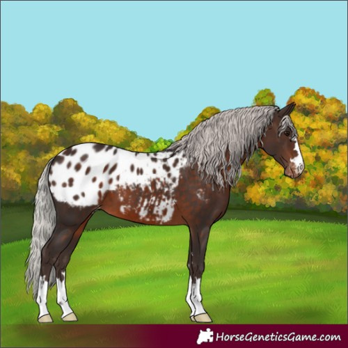 Horse Color:Silver Brown Appaloosa 