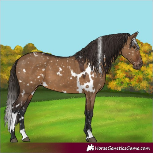 Horse Color:Gray White Spotted Liver Red Dun Appaloosa 
