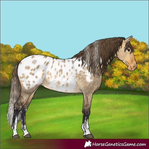 Horse Color:Powder White Buckskin Dun Appaloosa 