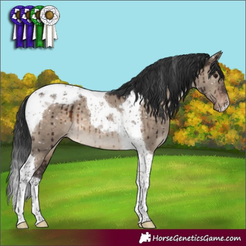 Horse Color:Brown Dun Tobiano Appaloosa Brindle 