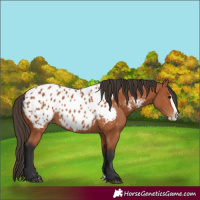 Horse Color:Bay Splash Near Leopard