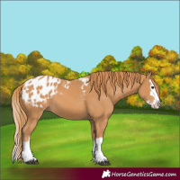Horse Color:Chestnut Splash Blanket