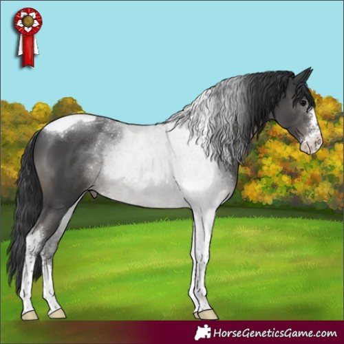 Horse Color:Black Sabino Tobiano Appaloosa 