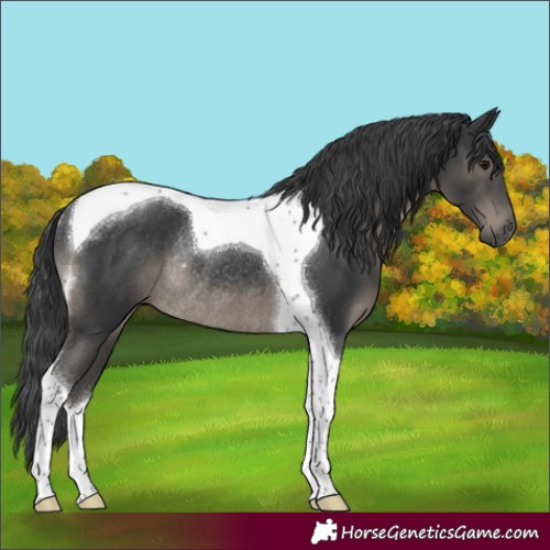 Horse Color:Black Tobiano Rabicano 