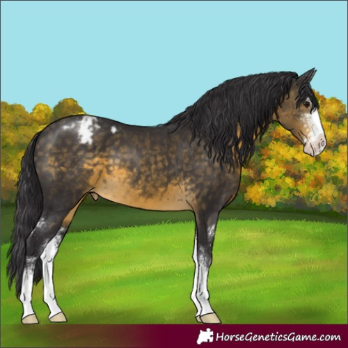 Horse Color:Buckskin Sabino Appaloosa 