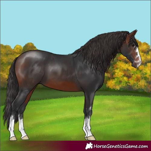 Horse Color:Brown 