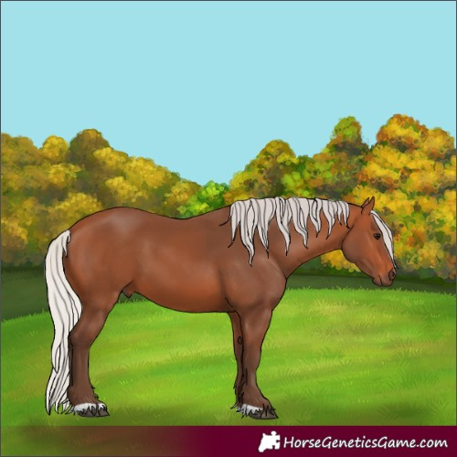Horse Color:Silver Bay 