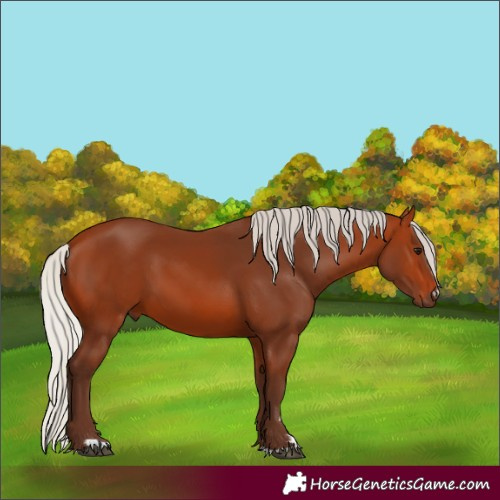 Horse Color:Silver Bay 