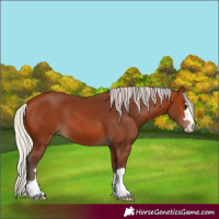 Horse Color:Silver Bay 