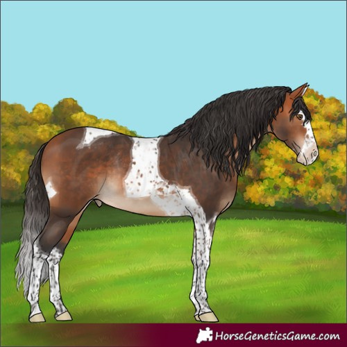 Horse Color:Bay Splash Tobiano Appaloosa Rabicano