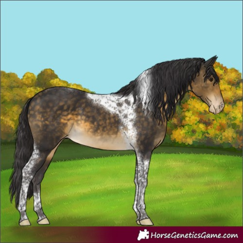 Horse Color:Buckskin Tobiano Appaloosa 