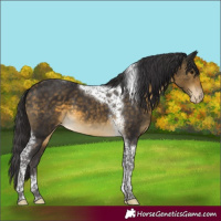 Horse Color:Buckskin Tobiano Appaloosa