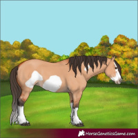 Horse Color:Bay Dun Splash Frame 