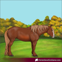 Horse Color:Chestnut Splash Frame