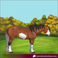 Horse Color:Bay Splash Frame 