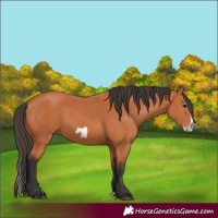 Horse Color:Bay Splash Frame