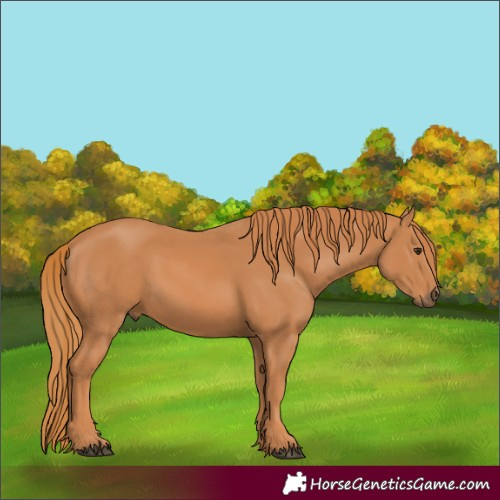 Horse Color:Chestnut 