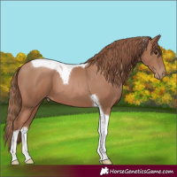 Horse Color:Black Pearl Tobiano