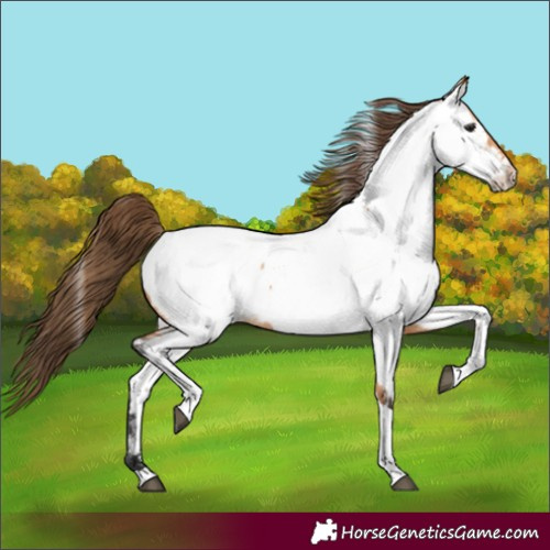 Horse Color:Unknown 