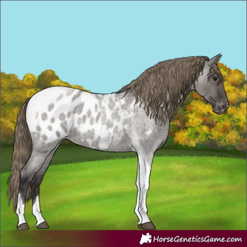 Horse Color:Smoky Grullo Roan Tobiano Appaloosa 