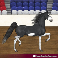 Horse Color:Black Splash Frame