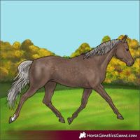 Horse Color:Silver Black